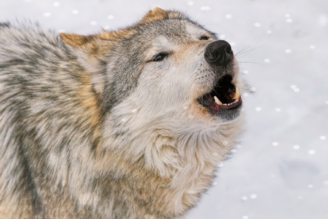 Обои картинки фото животные, волки,  койоты,  шакалы, волк