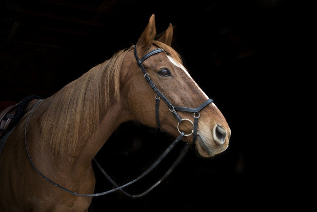 Обои картинки фото животные, лошади, лошадь, гнедая, морда