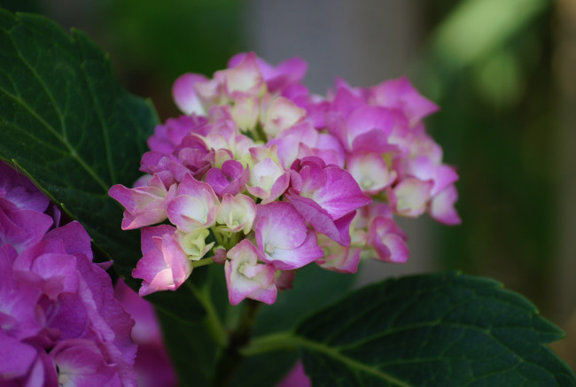 Обои картинки фото цветы, листья, розовые, соцветие