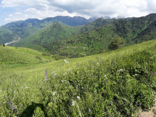 Картинка кок+жайляю природа горы зелень