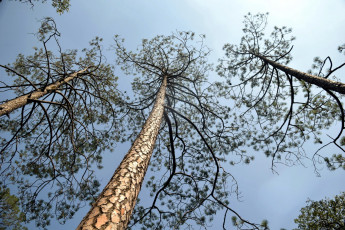 Картинка природа деревья стволы