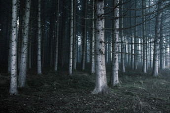 Картинка природа лес деревья