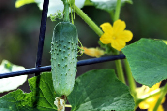 Картинка природа плоды огурец