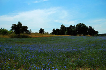 Картинка природа луга васильки луг лето