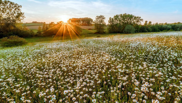 Картинка природа луга ромашки