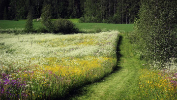 Картинка природа луга тропинка луг растения