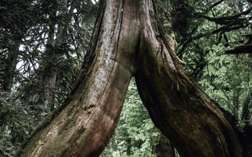 Картинка природа деревья ствол мощный