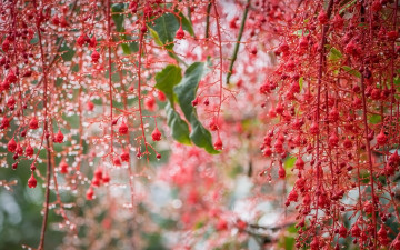 Картинка природа макро капли