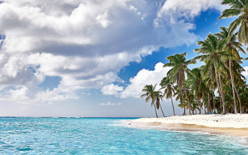 Картинка природа тропики пальмы