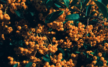 Картинка природа ягоды +рябина рябина