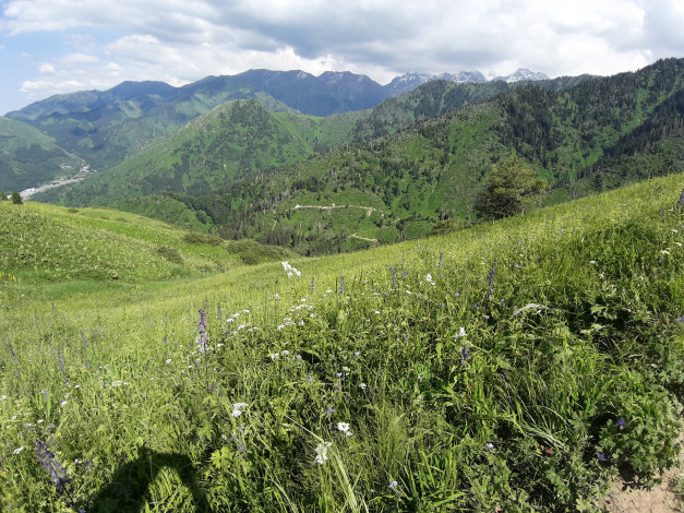 Обои картинки фото кок жайляю, природа, горы, зелень