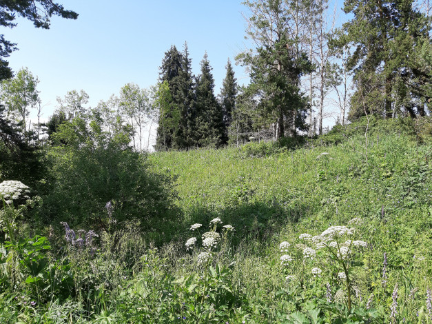 Обои картинки фото кок жайляю, природа, горы, зелень