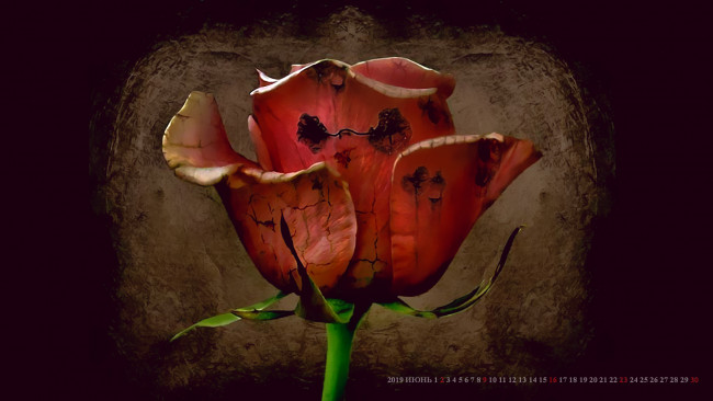 Обои картинки фото календари, рисованные,  векторная графика, 2019, calendar, растение, бутон, роза, цветок