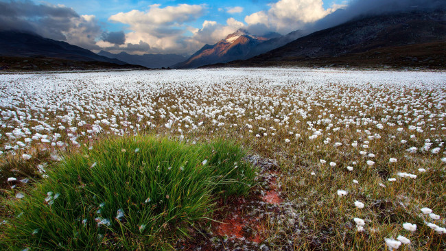 Обои картинки фото природа, луга, цветы, облака, луг, горы