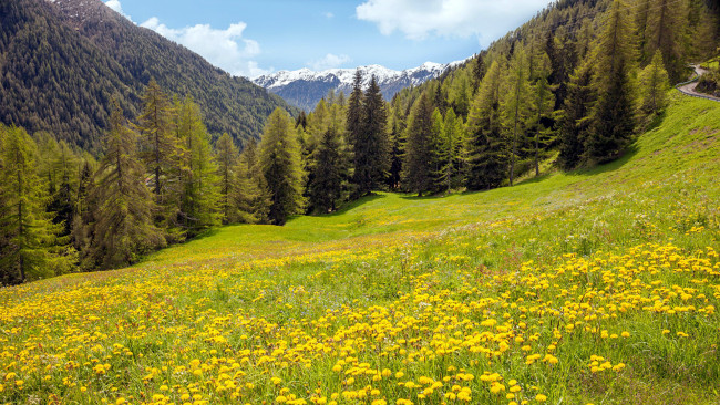 Обои картинки фото природа, луга, одуванчики, луг, горы