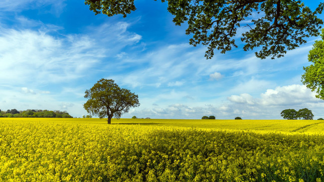 Обои картинки фото природа, поля, рапс