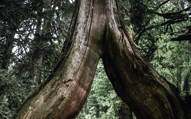 Обои картинки фото природа, деревья, ствол, мощный