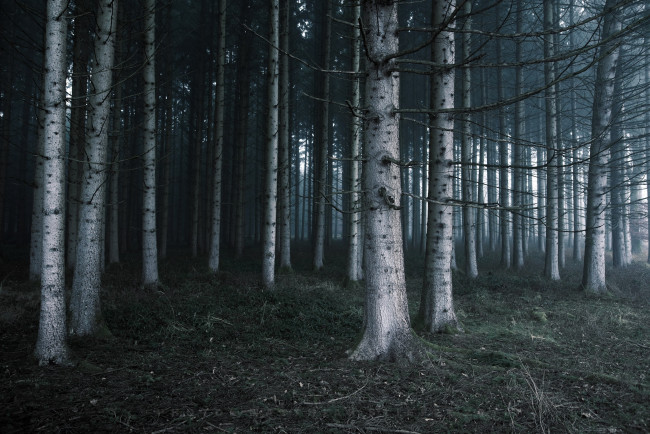 Обои картинки фото природа, лес, деревья