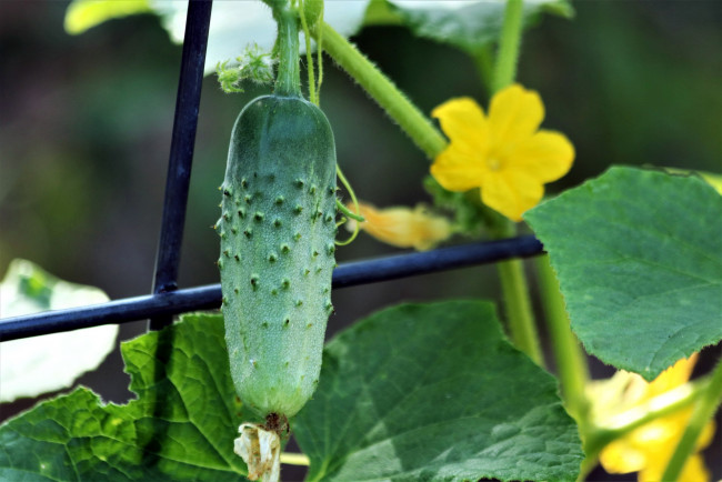 Обои картинки фото природа, плоды, огурец