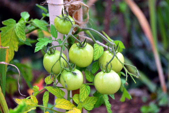 Обои картинки фото природа, плоды, помидоры