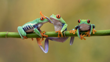Картинка животные лягушки древесные стебель