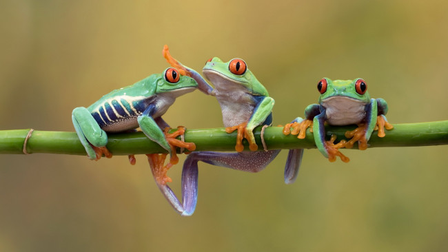 Обои картинки фото животные, лягушки, древесные, стебель