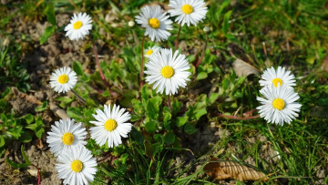 Картинка цветы маргаритки белые трава