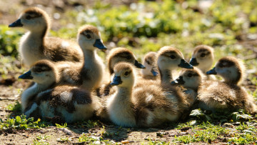 Картинка животные гуси птицы утки компания утята птенцы много выводок