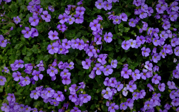 Картинка цветы обриета лиловый много