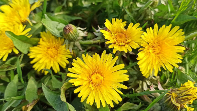 Обои картинки фото цветы, одуванчики, желтые, макро