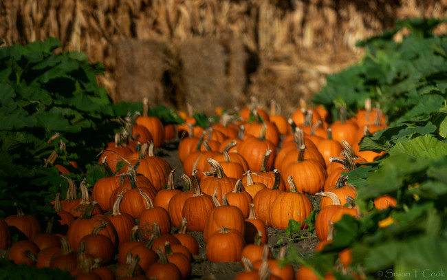 Обои картинки фото еда, тыква, урожай, тыквы, много