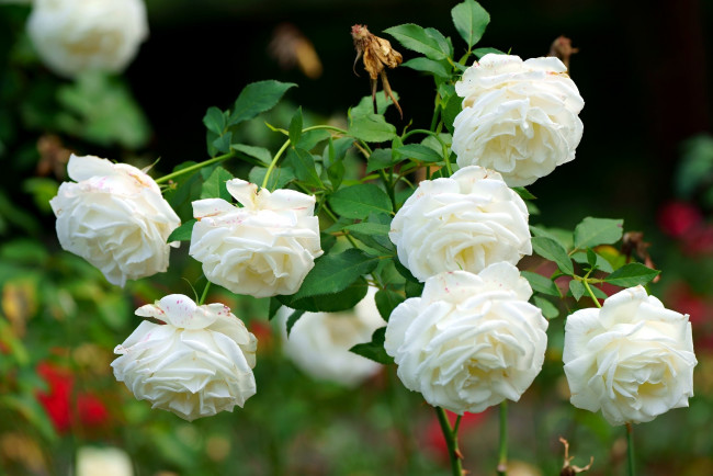 Обои картинки фото цветы, розы, розовый, куст, белые