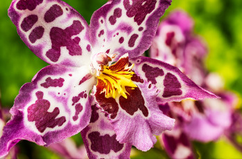 Картинка цветы орхидеи орхидея