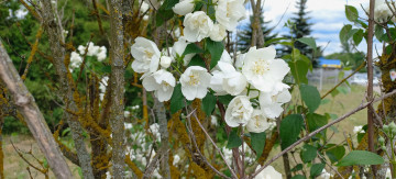 обоя цветы, жасмин, белый