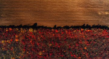 Картинка природа лес вид сверху осень