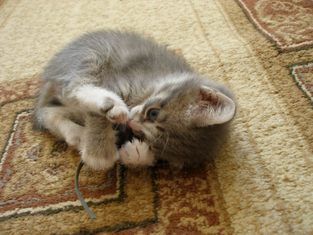 Обои картинки фото животные, коты