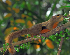 Картинка животные белки