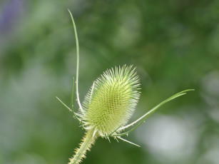Картинка цветы Чертополох репейник