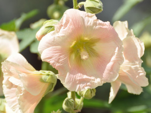 обоя цветы, мальвы