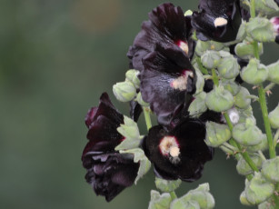 Картинка цветы мальвы