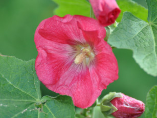 Картинка цветы мальвы