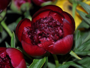 обоя цветы, пионы