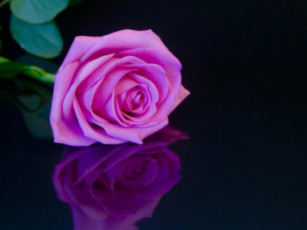 Картинка цветы розы