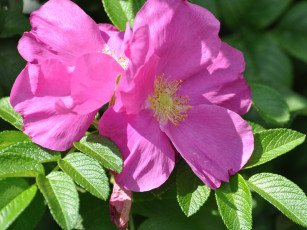 Картинка цветы шиповник