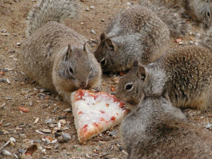 Картинка животные белки