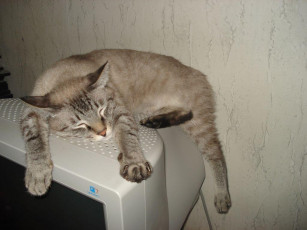 Картинка животные коты