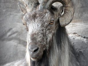 Картинка животные козы