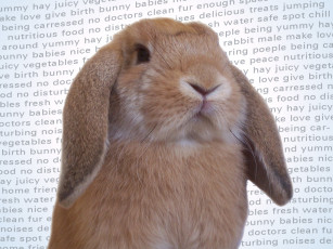 Картинка животные кролики зайцы