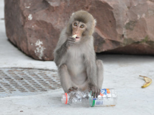 Картинка животные обезьяны