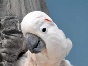 обоя животные, попугаи